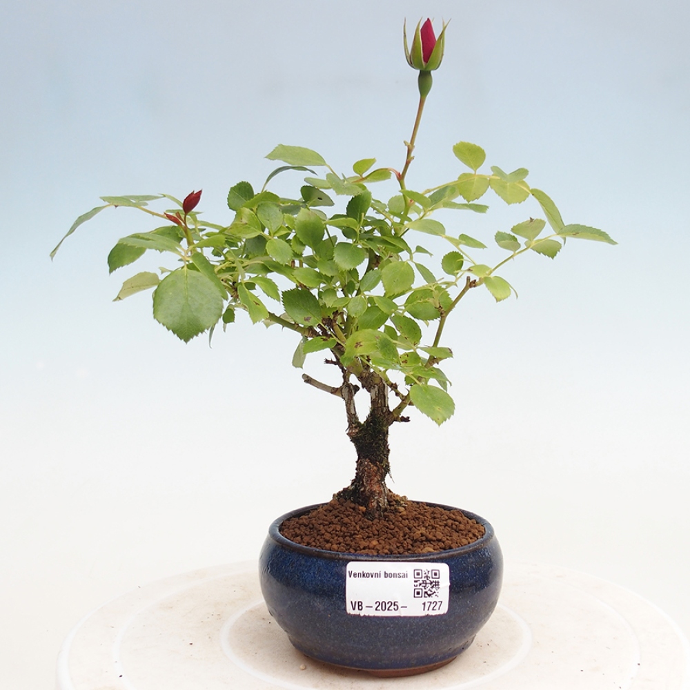 Venkovní bonsai - Rosa Kordes -  růže