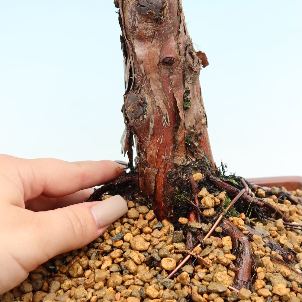 Venkovní bonsai - Juniperus chinensis Kishu -Jalovec čínský
