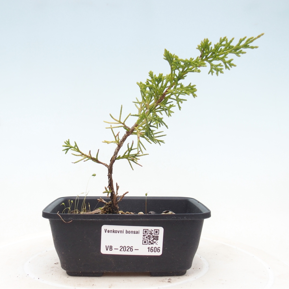Venkovní bonsai - Juniperus chinensis Itoigawa -Jalovec čínský
