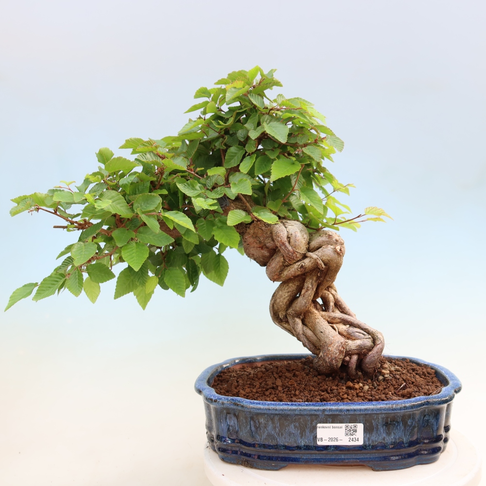 Venkovní bonsai -Carpinus Coreana - Habr korejský