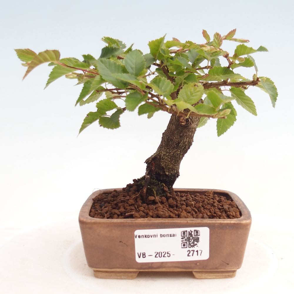 Venkovní bonsai -Carpinus CARPINOIDES - Habr korejský