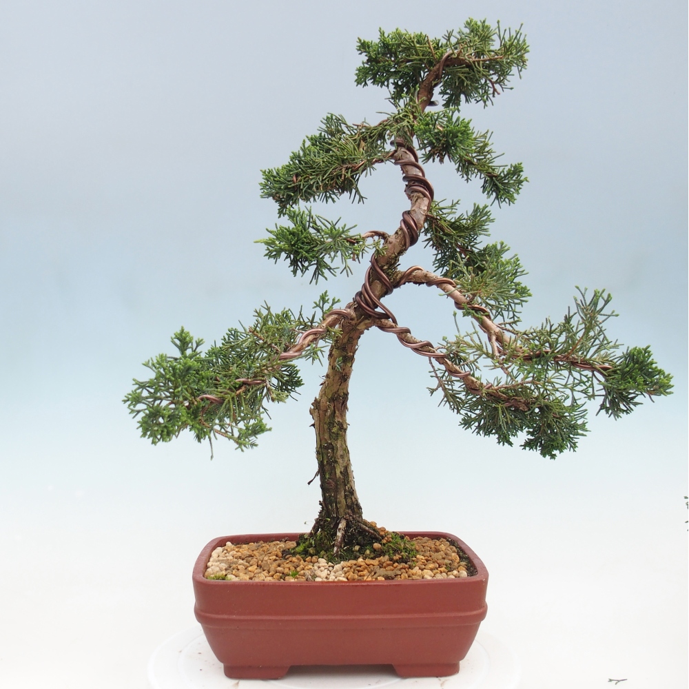 Venkovní bonsai - Juniperus chinensis Kishu -Jalovec čínský