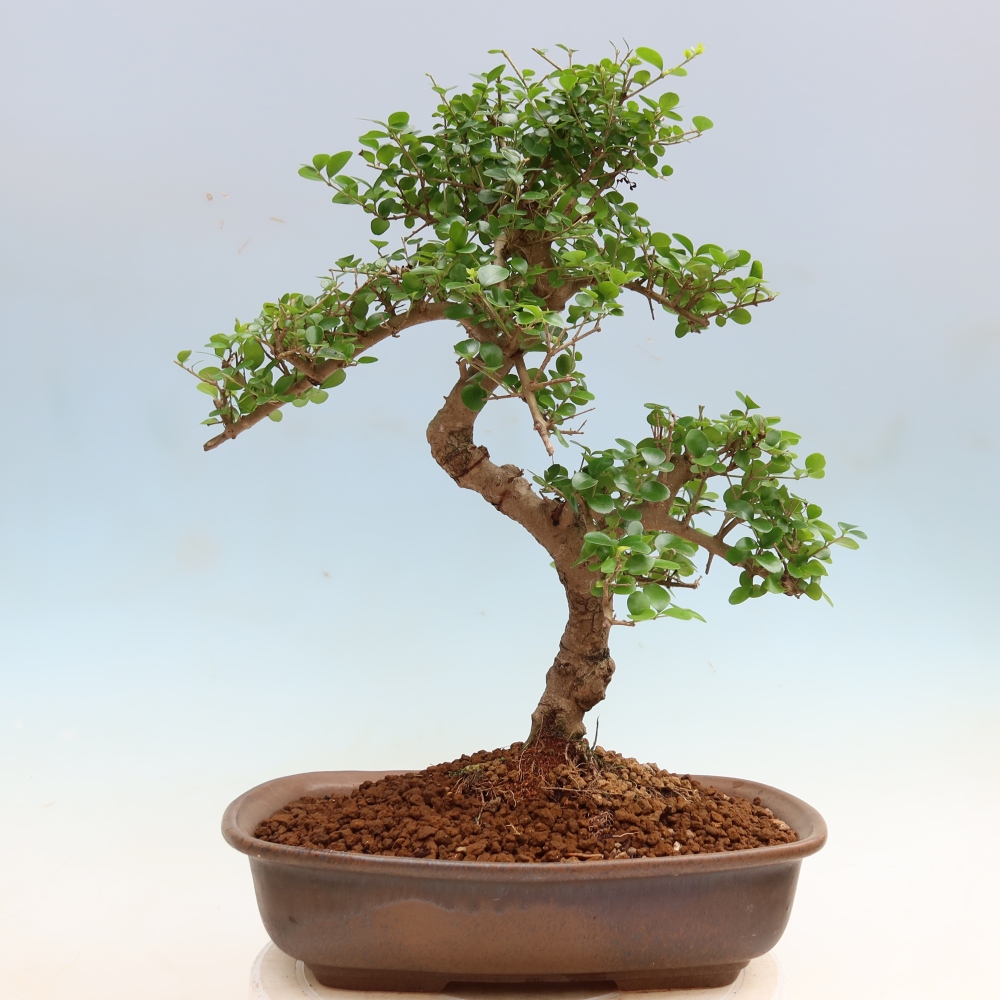 Pokojová bonsai -Ligustrum retusa - malolistý ptačí zob