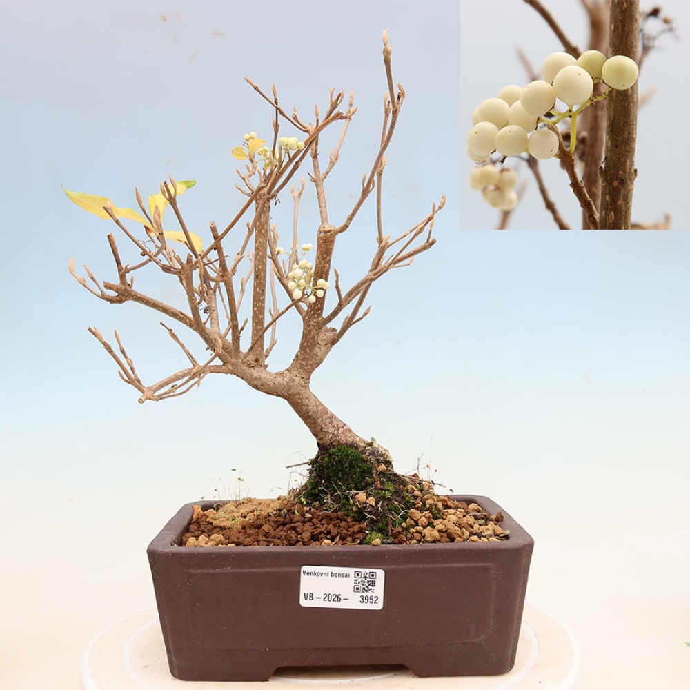 Venkovní bonsai -  Callicarpa bodinieri Snowqueen - Krásnoplodka
