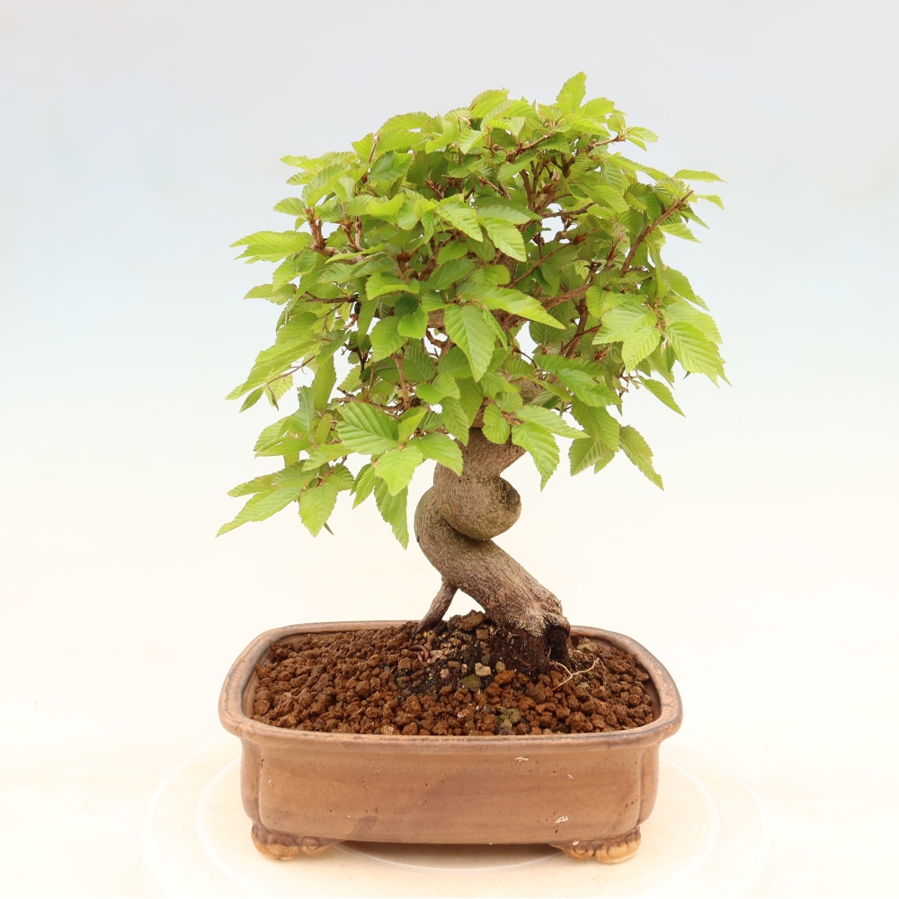 Venkovní bonsai -Carpinus coreana - Habr korejský