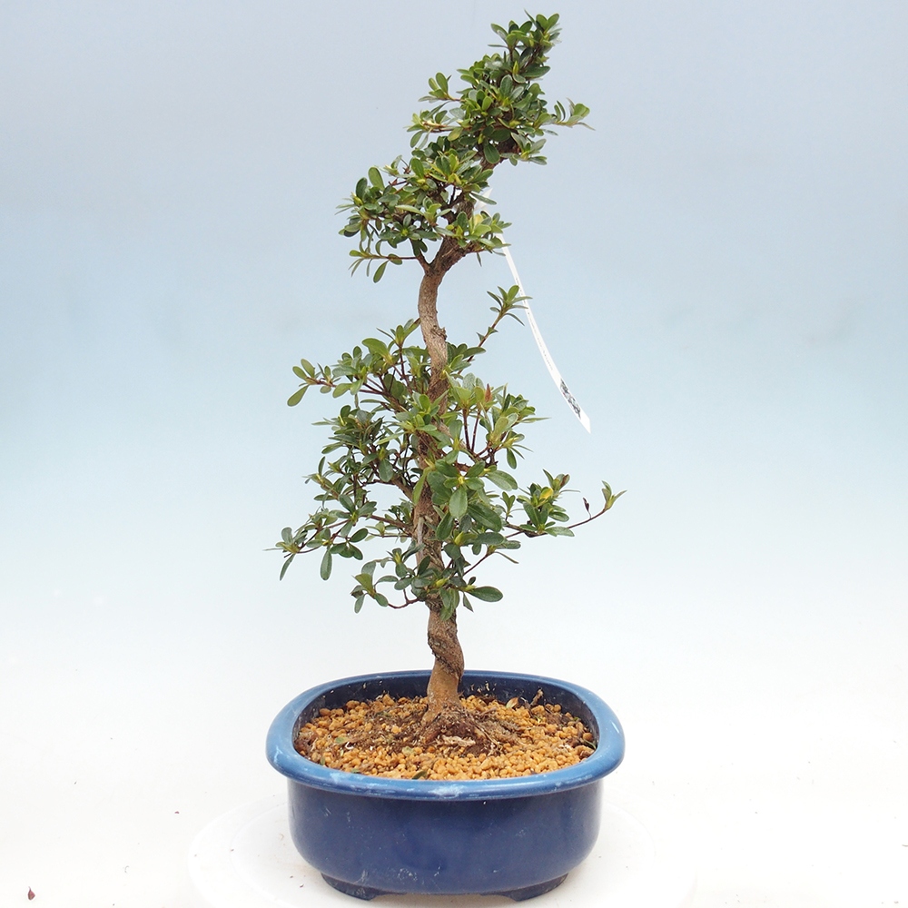 Venkovní bonsai - Japonská azalka - Azalea Asahi-no-izumi