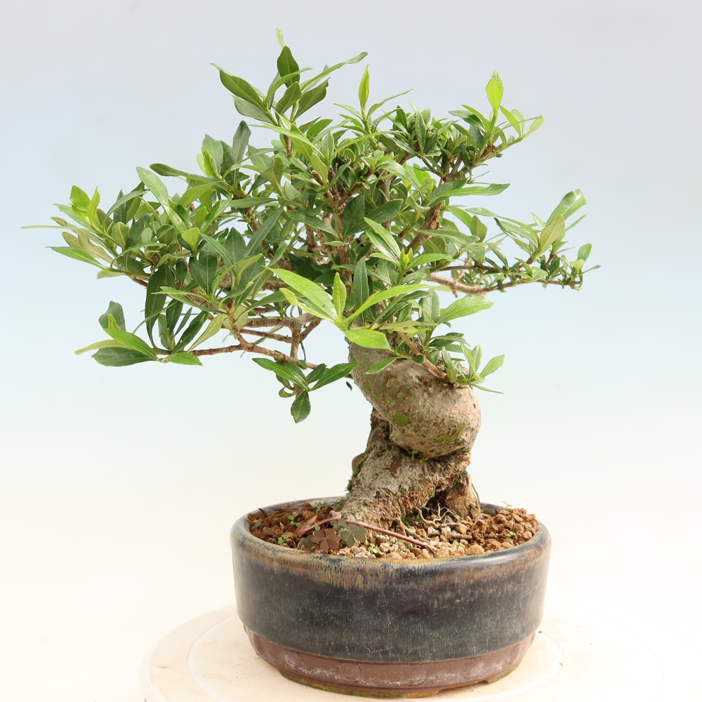 Pokojová bonsai - Gardenia jasminoides-Gardenie