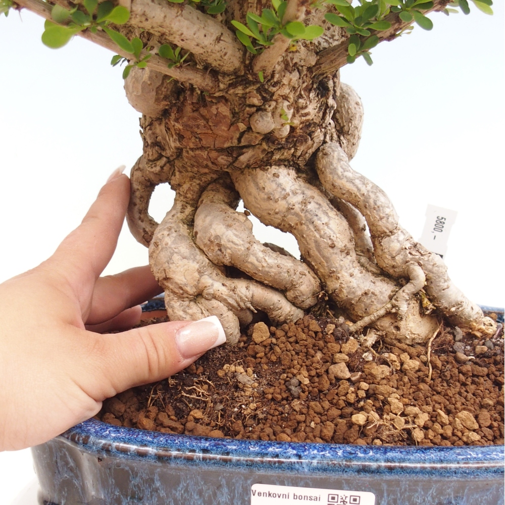 Venkovní bonsai - Berberis coreana - Dřištál korejský