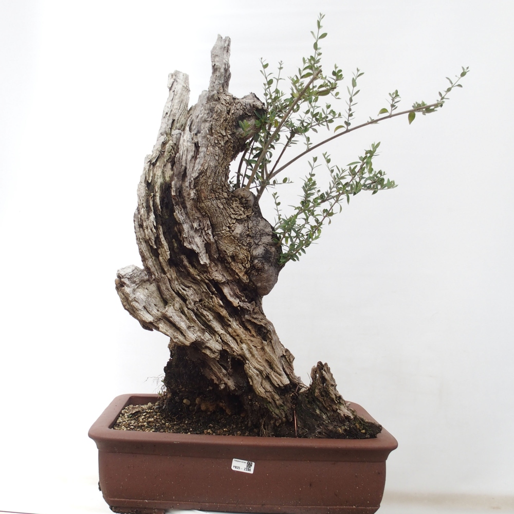 Pokojová bonsai - Olea europaea sylvestris -Oliva evropská drobnolistá