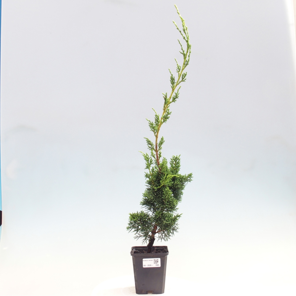 Venkovní bonsai - Juniperus chinensis Kishu -Jalovec čínský