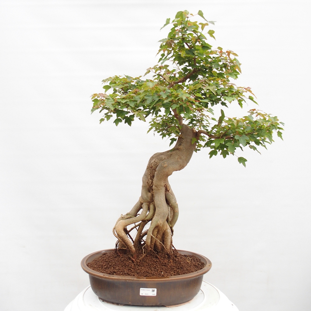 Venkovní bonsai - Acer Buergerianum - Javor Burgerův