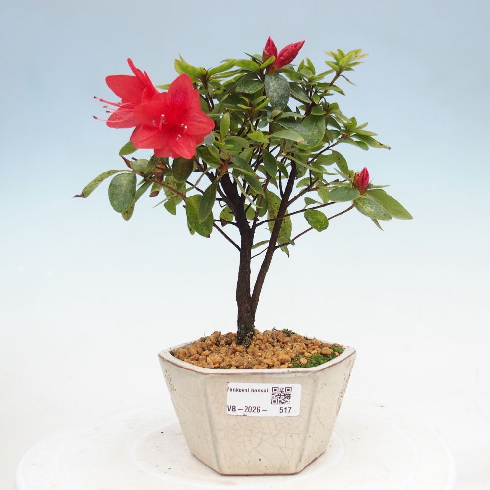 Venkovní bonsai - Japonská azalka - Azalea sp.