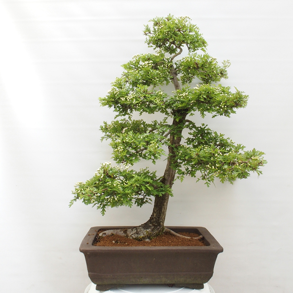 Venkovní bonsai - Hloh - Crataegus monogyna