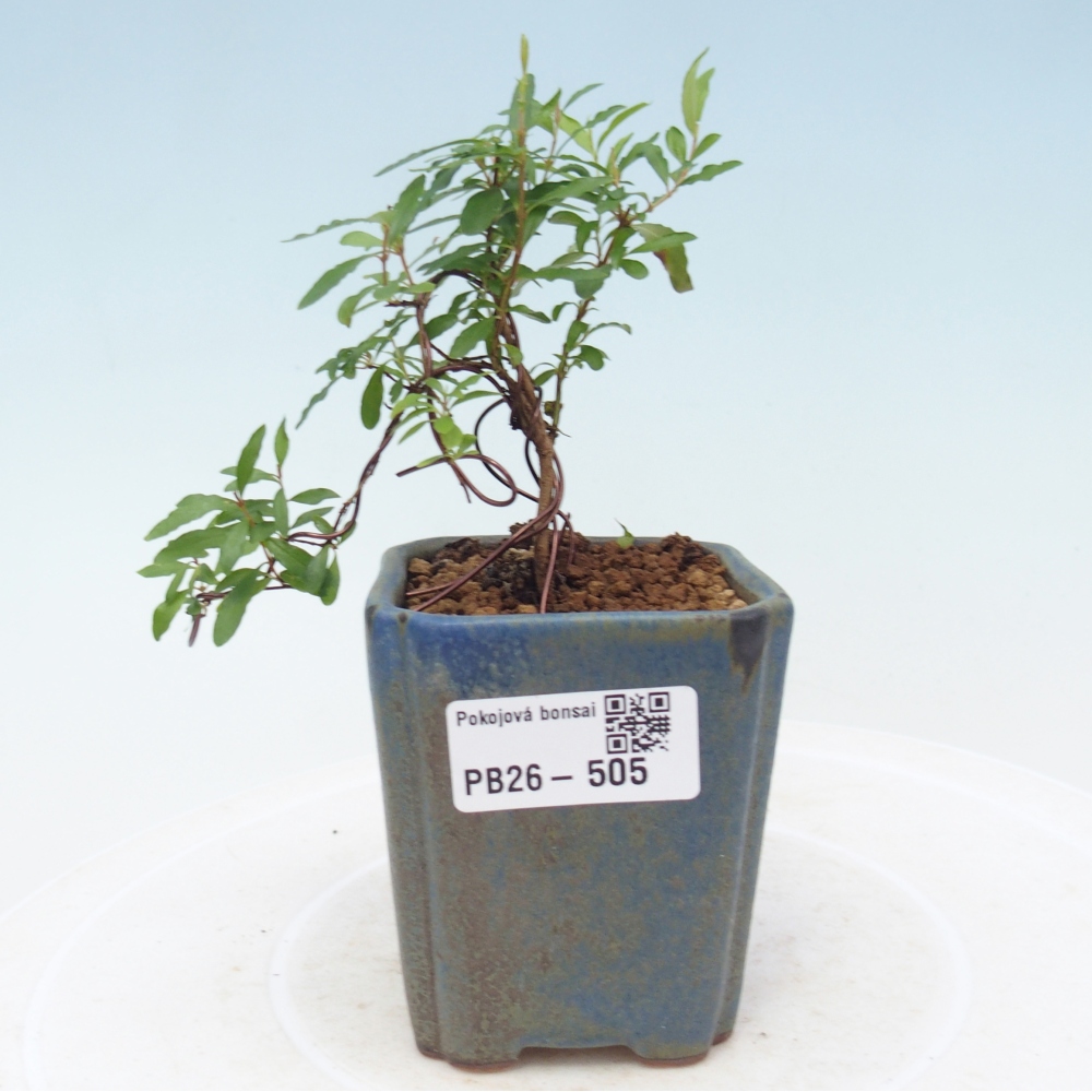 Pokojová bonsai-PUNICA granatum nana-Granátové jablko