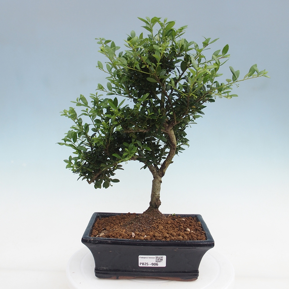 Pokojová bonsai - Ilex crenata - Cesmína