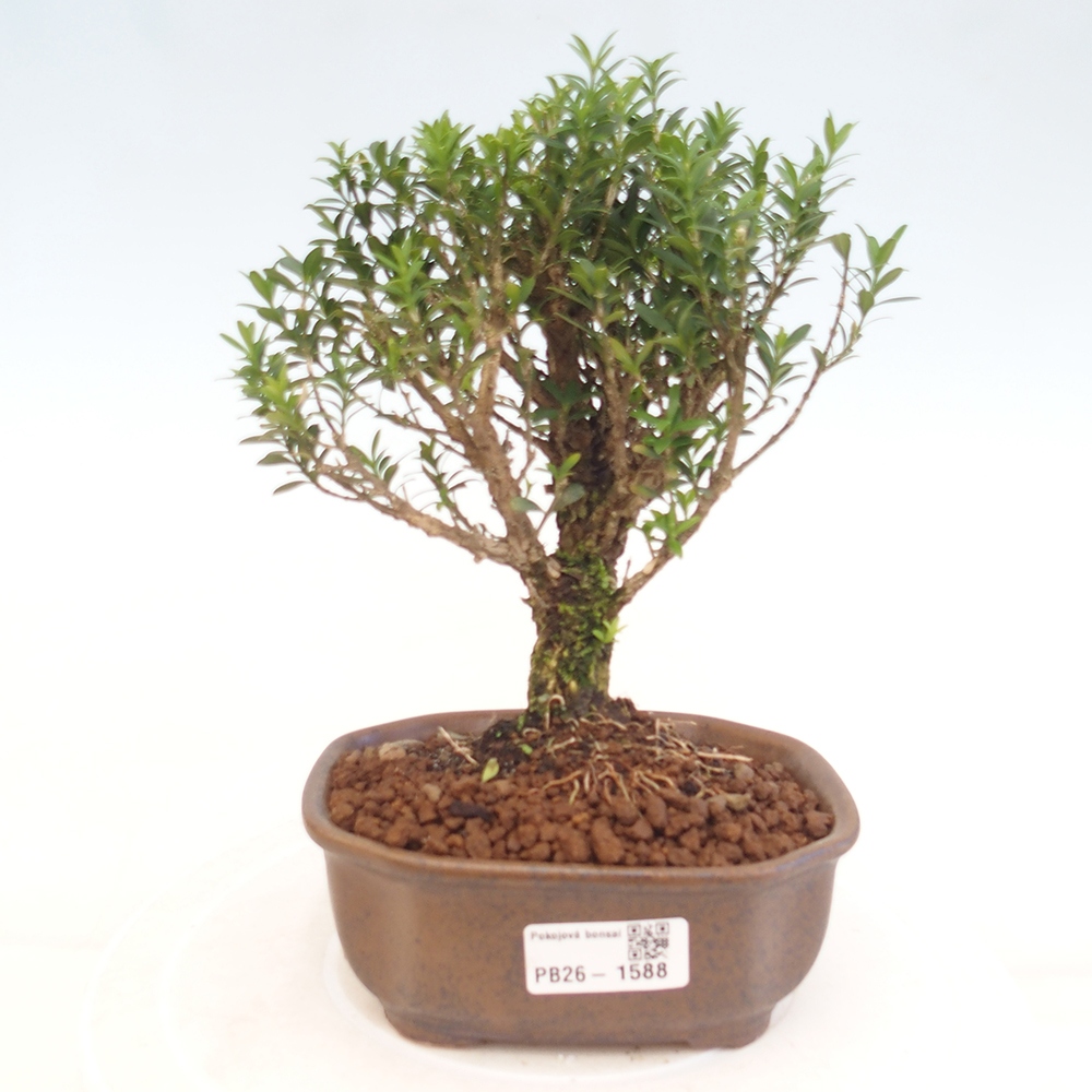 Pokojová bonsai - Buxus harlandii -korkový buxus