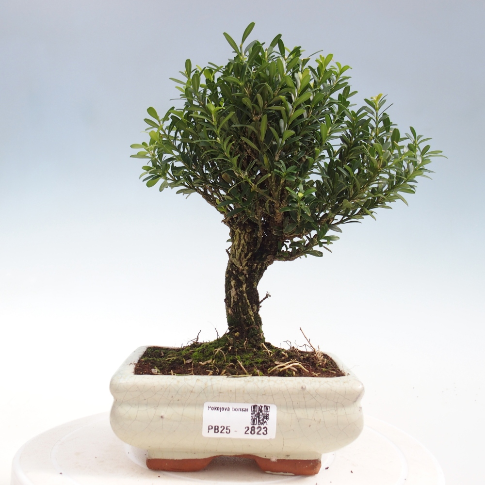 Pokojová bonsai - Buxus harlandii -korkový buxus