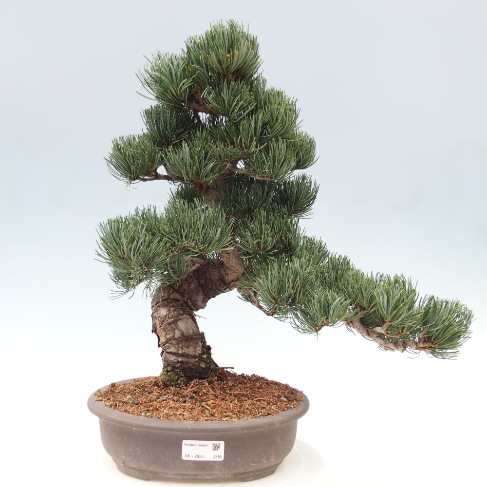 Venkovní bonsai - Pinus parviflora - Borovice drobnokvětá