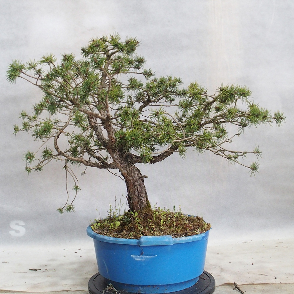Yamadori - Pinus sylvestris 