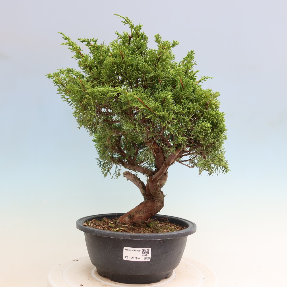 Venkovní bonsai - Juniperus chinensis Itoigawa-Jalovec čínský