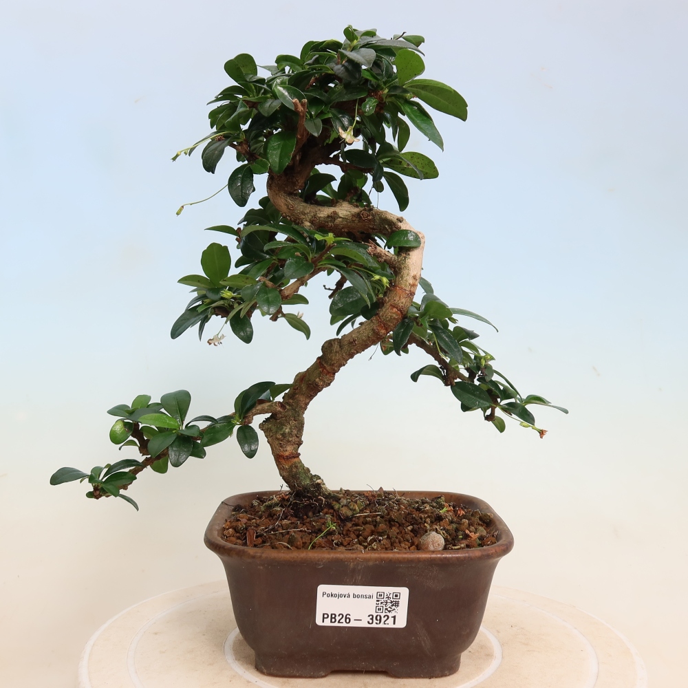 Pokojová bonsai - Carmona macrophylla - Čaj fuki