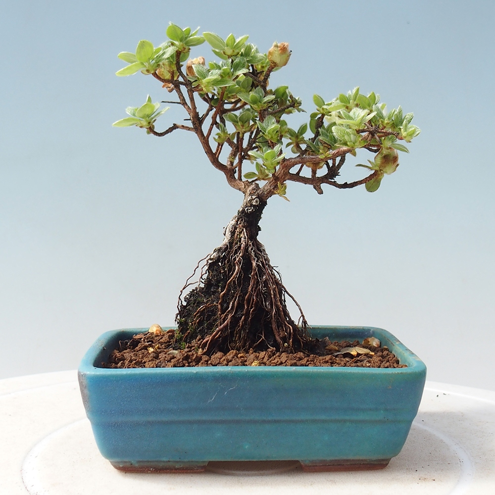 Venkovní bonsai - Rhododendron indicum - Japonská azalka