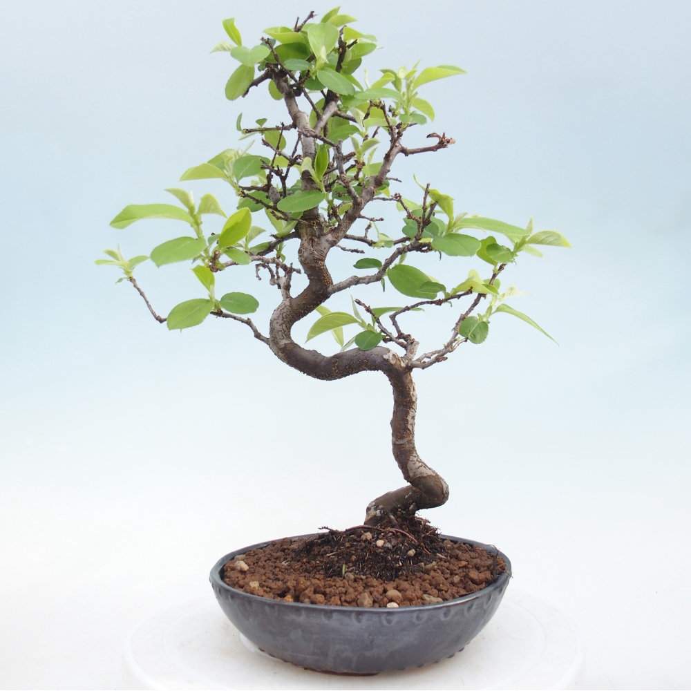 Venkovní  bonsai -  Chaneomeles chinensis - Kdoulovec čínsky