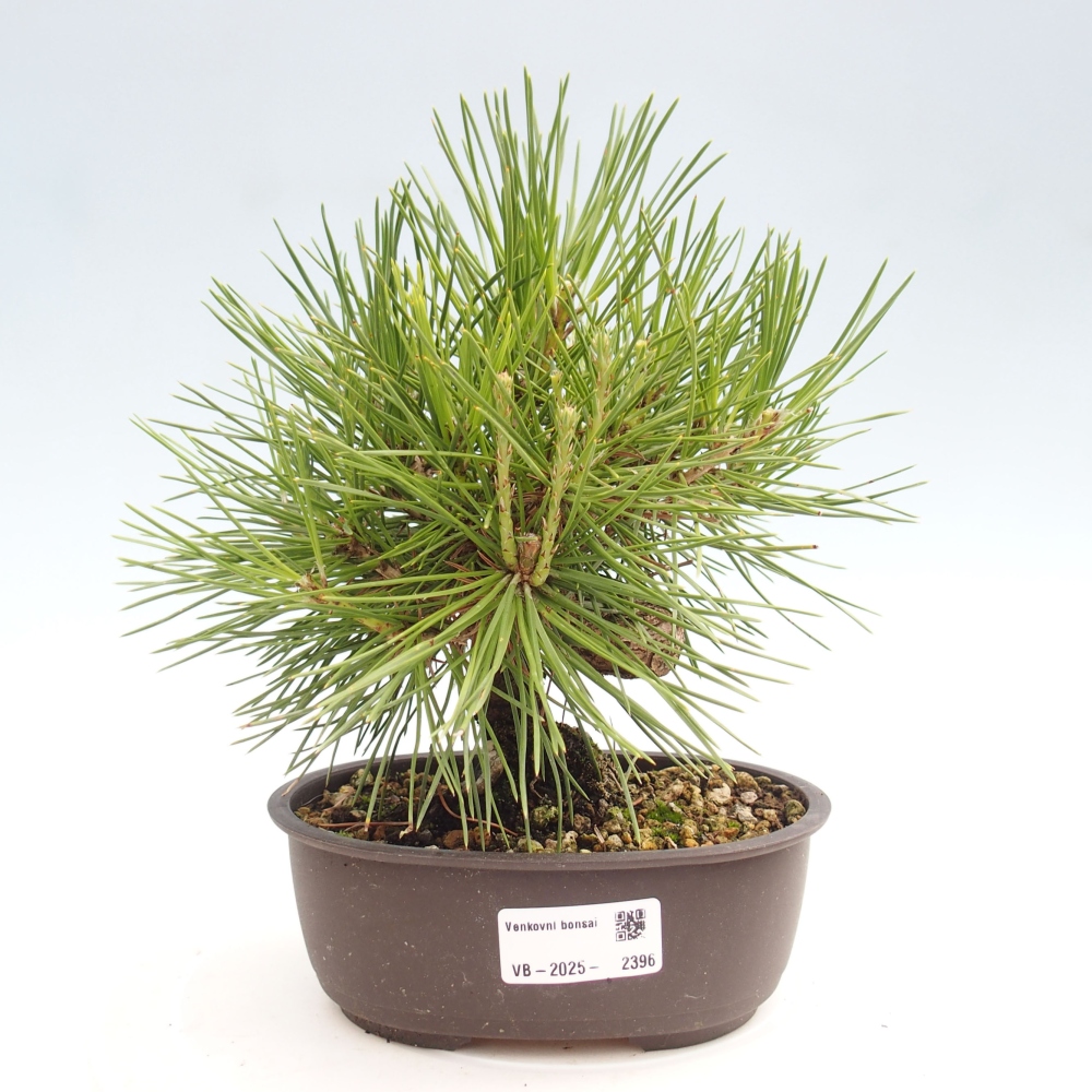 Venkovní bonsai - Pinus thunbergii - Borovice thunbergova