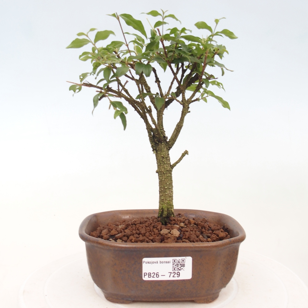 Pokojová bonsai - Malpighia coccigera- Barbdorská třešeň