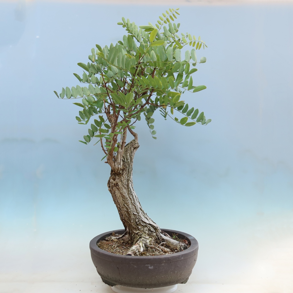 Venkovní bonsai - Trnovník  Akát - Robinia pseudoacacia