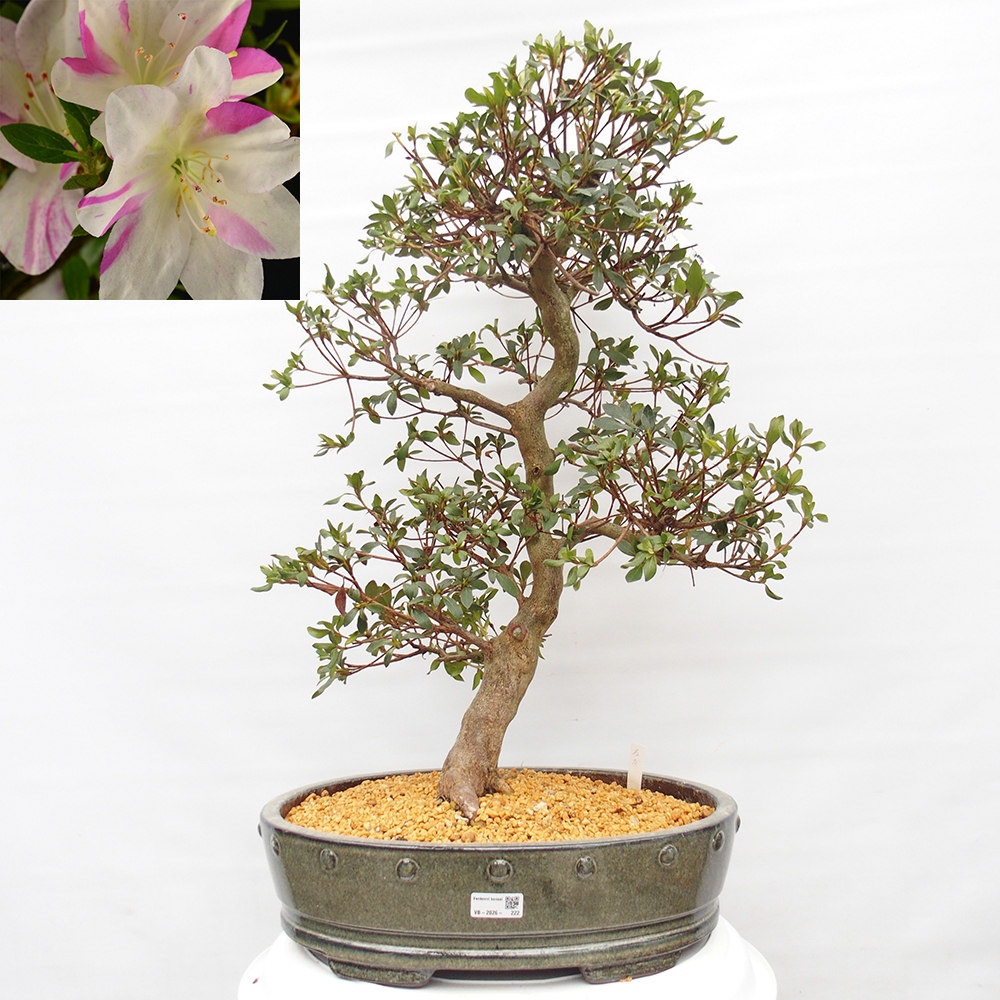 Venkovní bonsai - Japonská azalka - Azalea Ruka