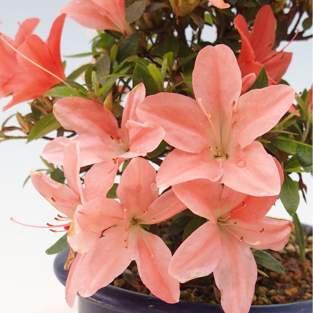 Venkovní bonsai - Japonská azalka - Azalea Nikko