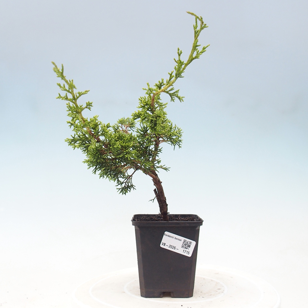 Venkovní bonsai - Juniperus chinensis Itoigawa -Jalovec čínský