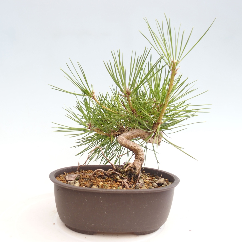 Venkovní bonsai - Pinus thunbergii - Borovice thunbergova