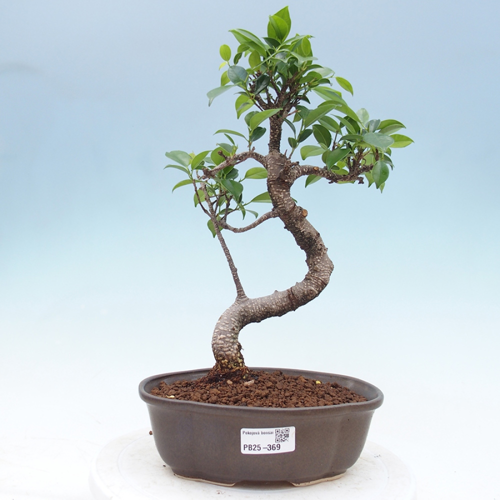 Pokojová bonsai - Ficus retusa -  malolistý fíkus