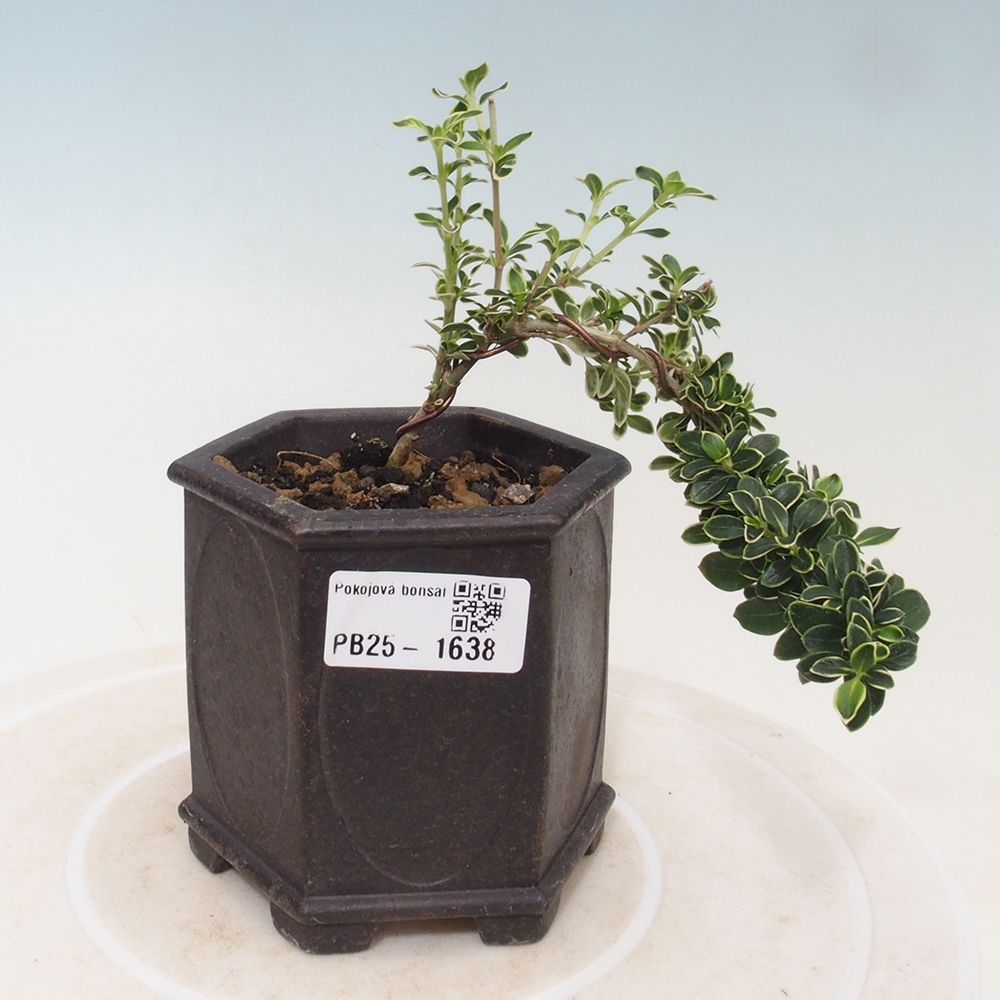 Pokojová bonsai - Serissa foetida Variegata - Strom tisíce hvězd