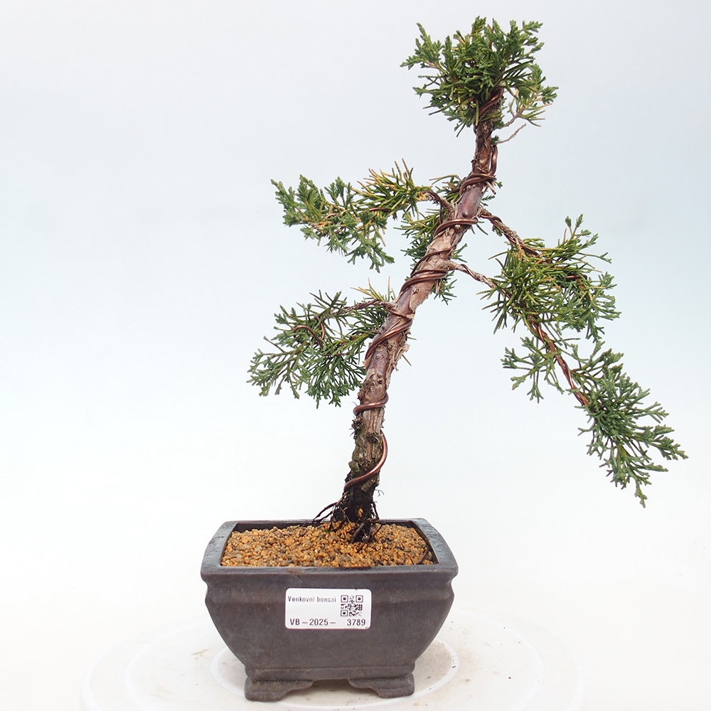 Venkovní bonsai - Juniperus chinensis Kishu -Jalovec čínský