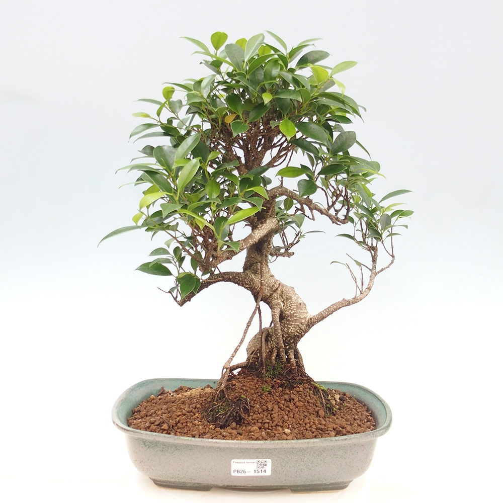 Pokojová bonsai - Ficus kimmen -  malolistý fíkus
