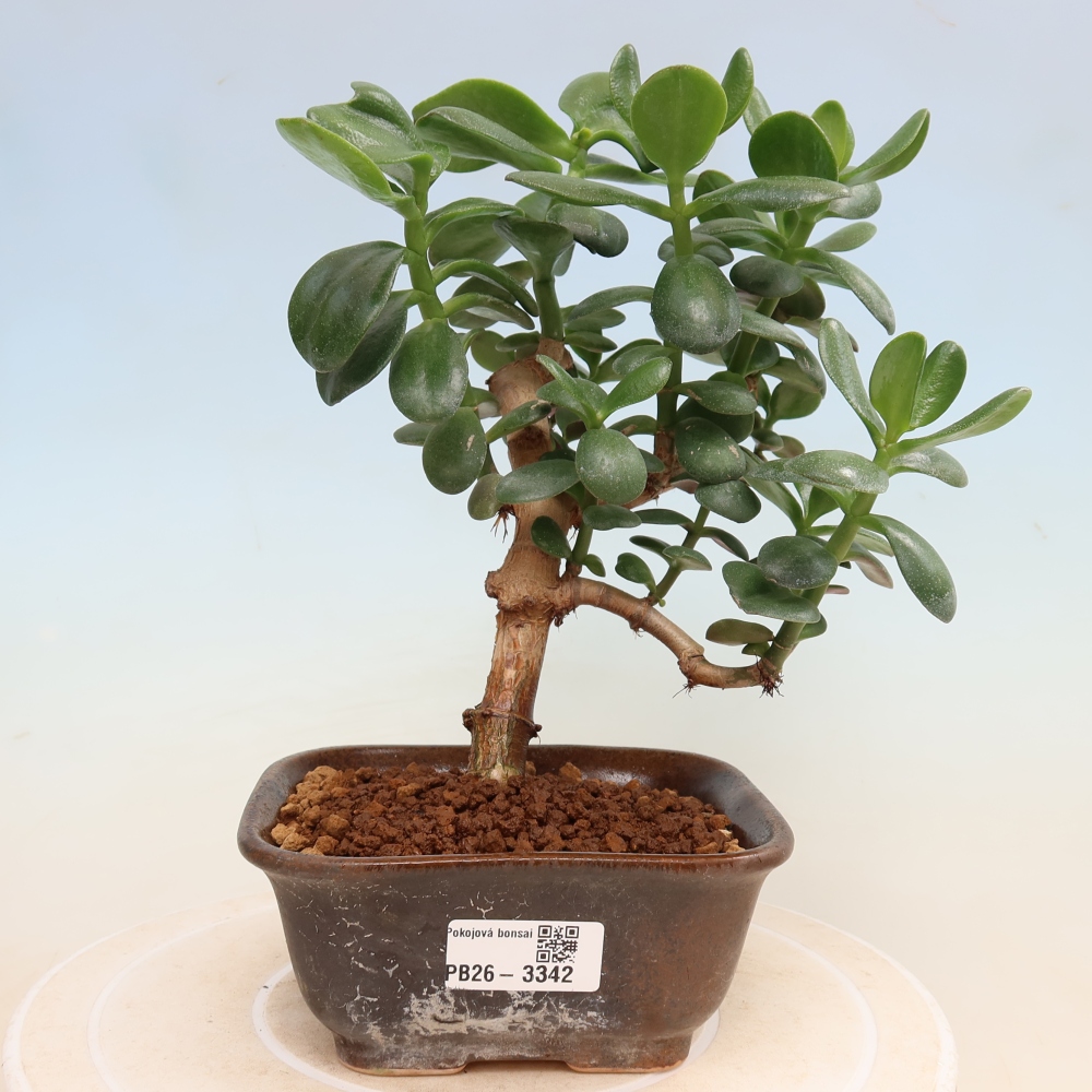 Pokojová bonsai - Tlustice vejčitá - Crassula ovata