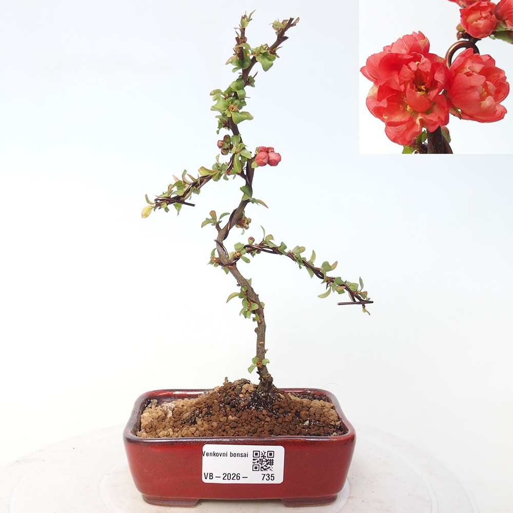 Venkovní bonsai - Chaneomeles s. Red Joy - Kdoulovec 