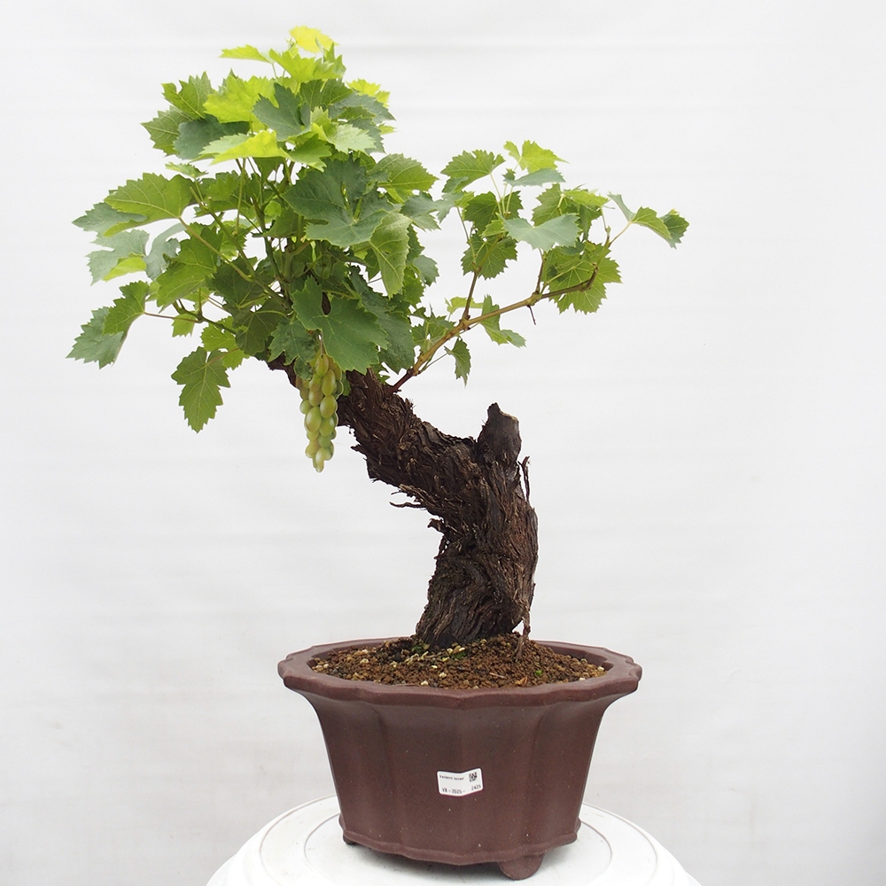 Venkovní bonsai - Vitis vinnifera MUSKAT ITALIA  - Vinná réva