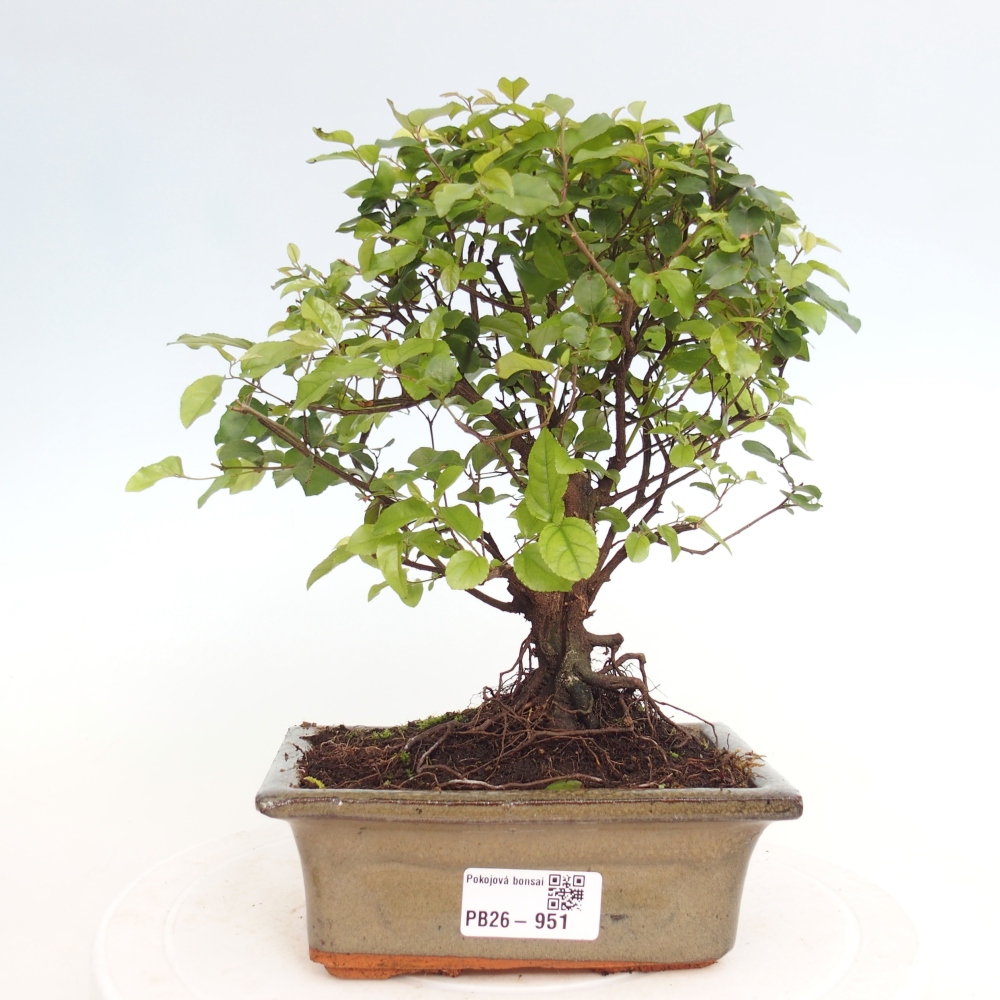 Pokojová bonsai - Sagerécie thea - Sagerécie thea
