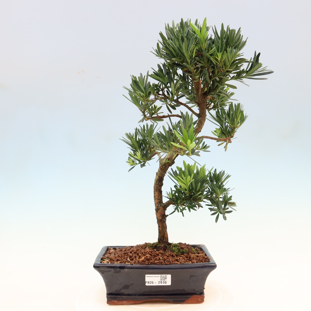 Pokojová bonsai - Podocarpus - Kamenný tis
