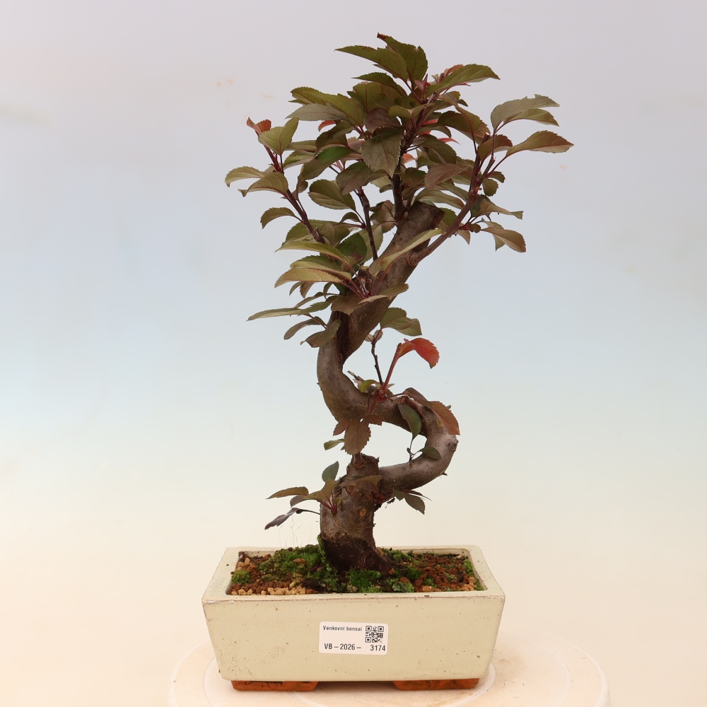 Venkovní bonsai -Malus domestica - Maloplodá jabloň červenolistá