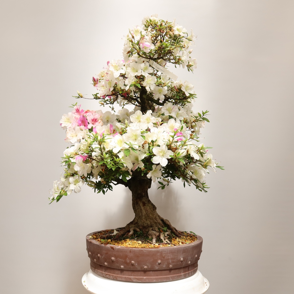 Venkovní bonsai - Japonská azalka - Azalea Kotobokietsu