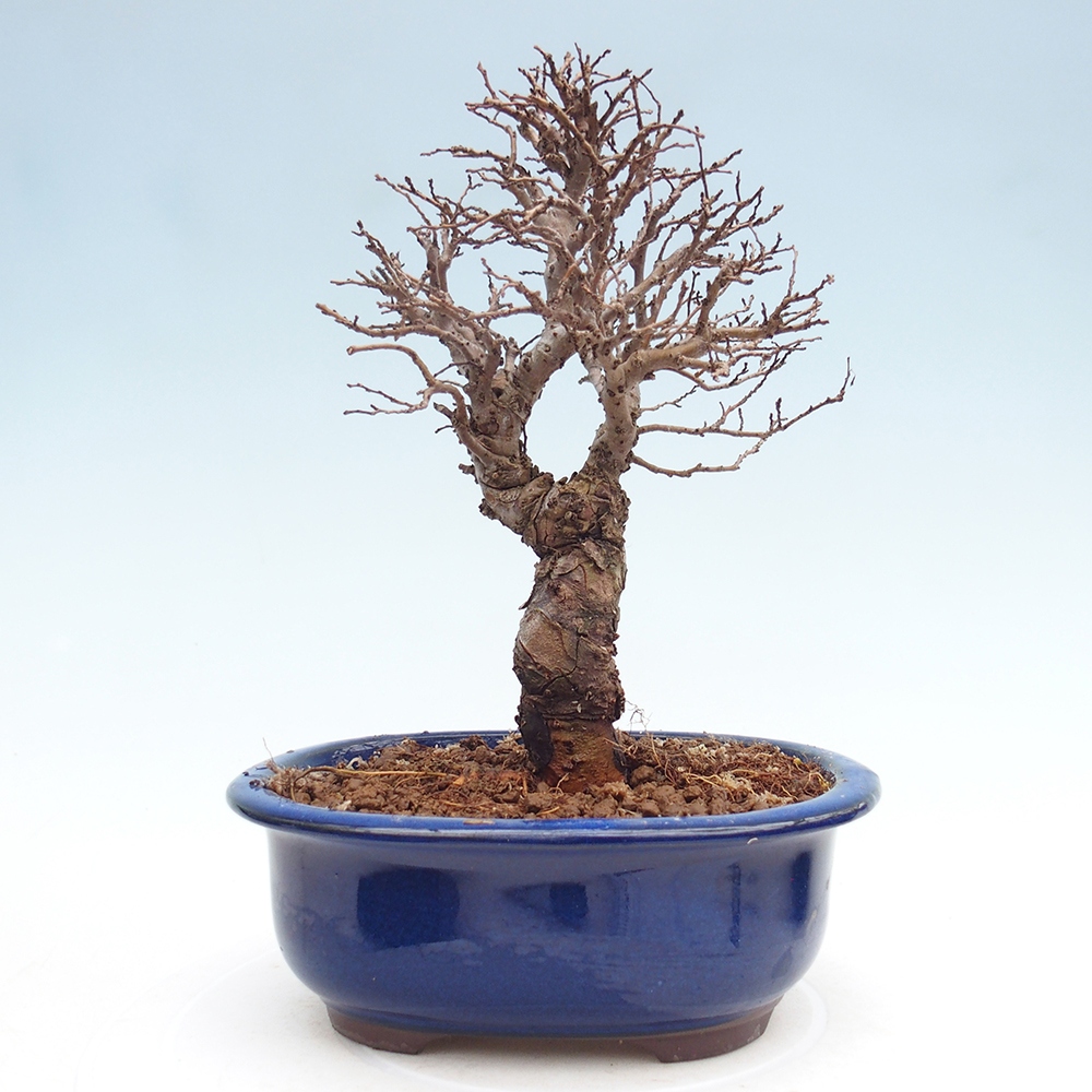 Venkovní bonsai - Zelkova - Zelkova NIRE