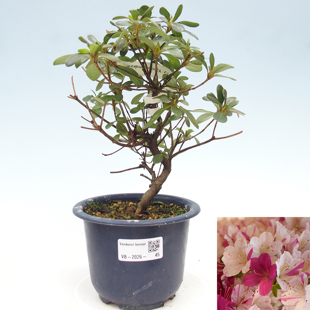 Venkovní bonsai - Japonská azalka - Azalea Kaminoyamakirin