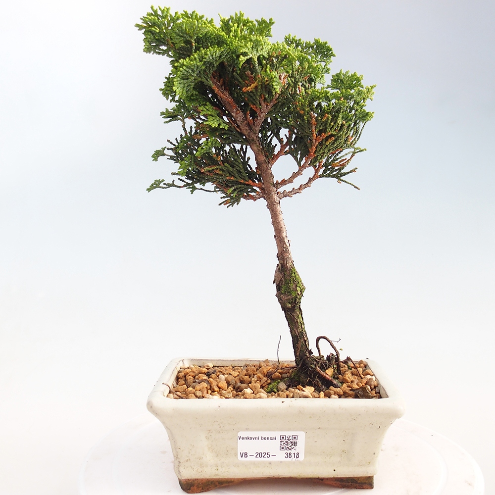 Venkovní bonsai - Cham.pis obtusa Nana Gracilis - Cypřišek