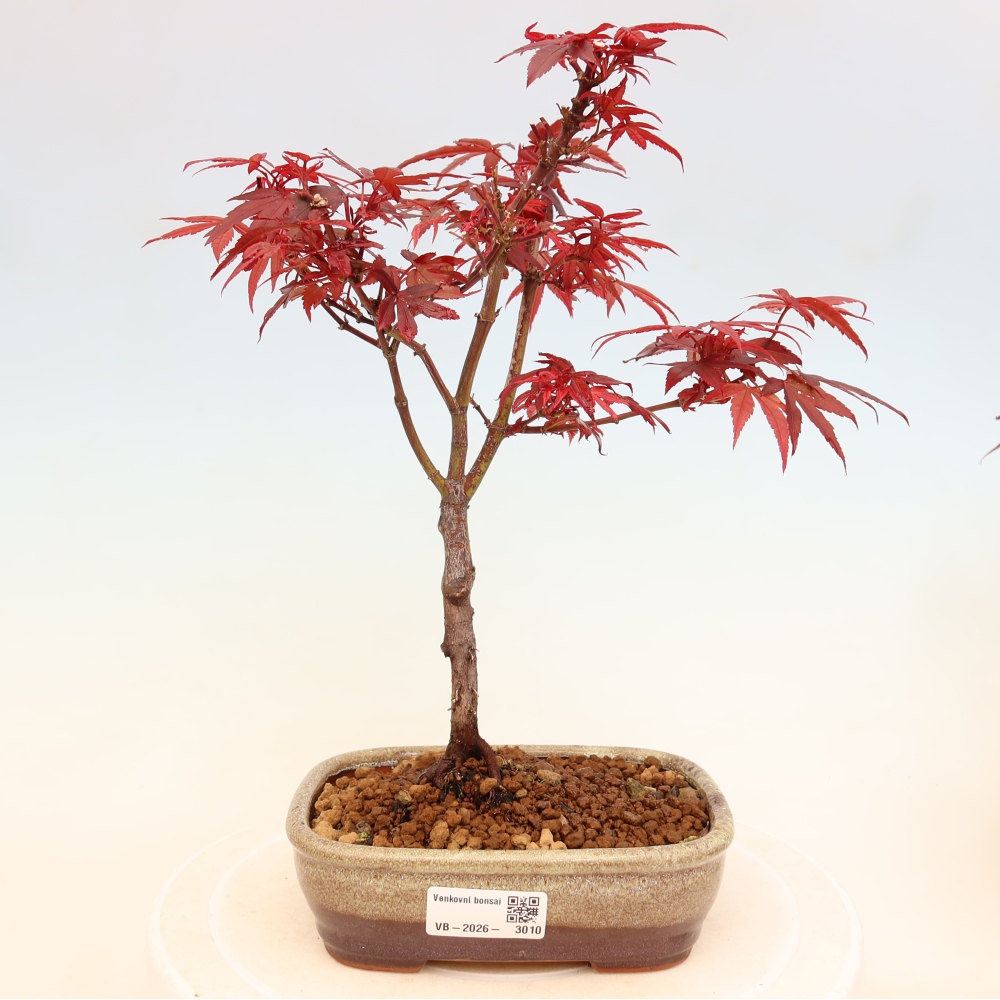 Venkovní bonsai -Javor dlanitolistý  - Acer palmatum Berry Broom 