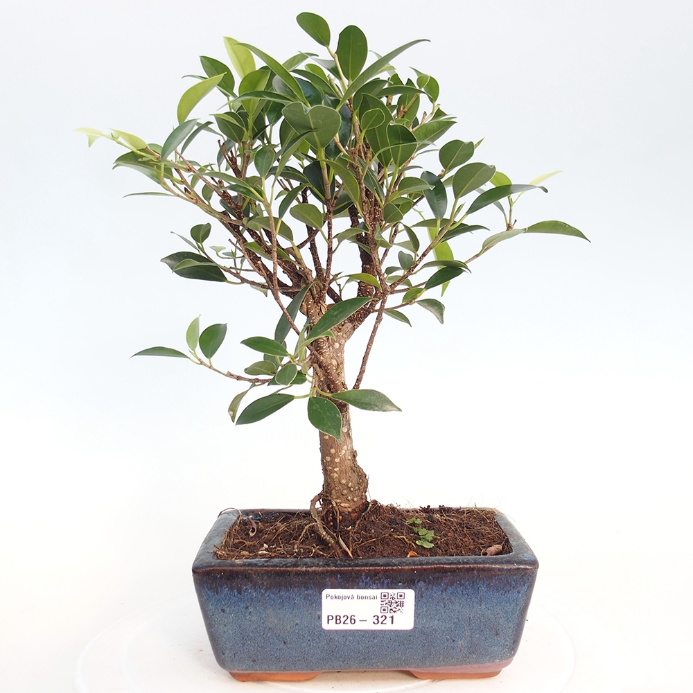 Pokojová bonsai - Ficus retusa -  malolistý fíkus